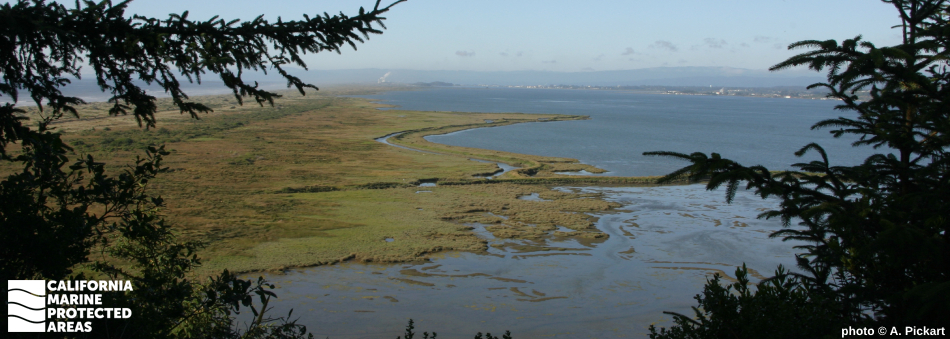 Aerial view of Humboldt Bay estuary with trees in foreground